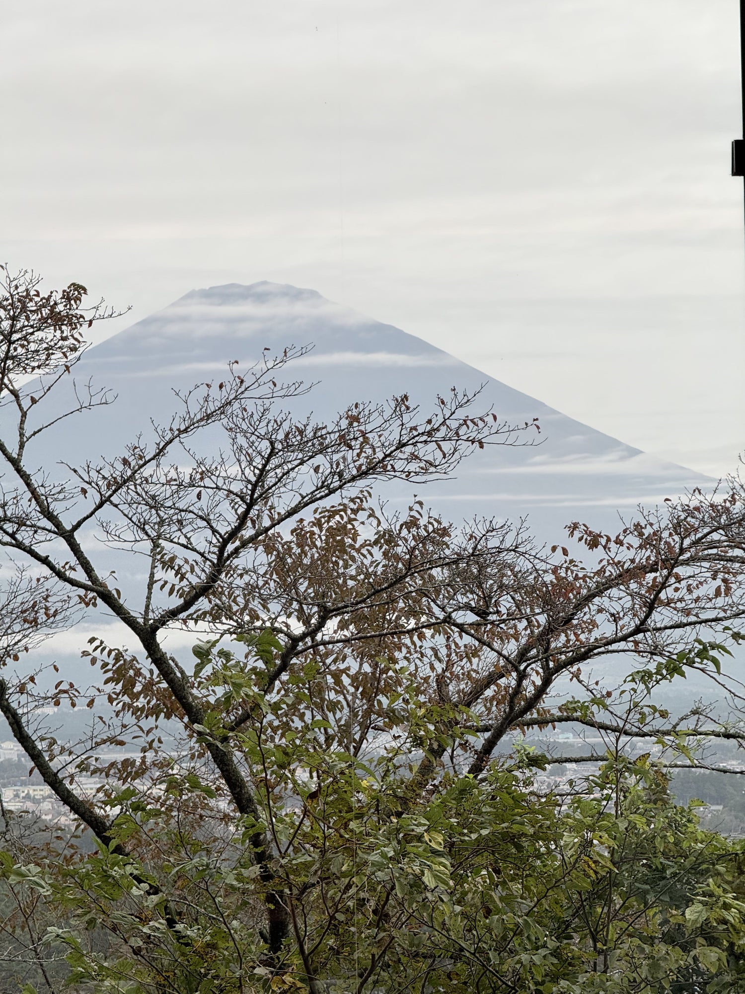 Shizuoka Tea