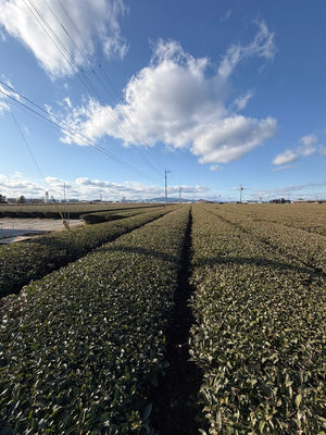 Kirishima Sencha Loose Leaf
