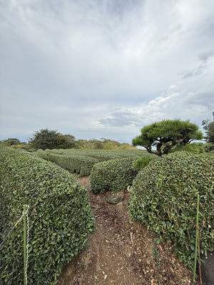 Green Tea Tea Bags Shizuoka