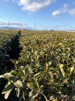 Green Tea farm Kagoshima