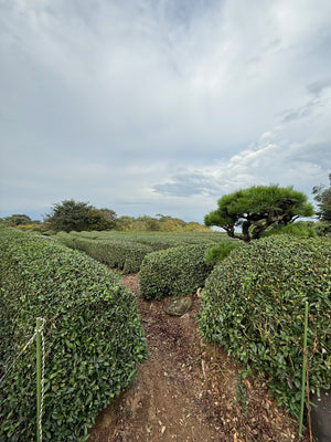 FINE Sencha 煎茶 – Imamura Tea Plantation Kirishima 100g [Limited Edition]
