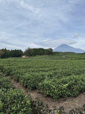 Shizuoka Premium Sencha