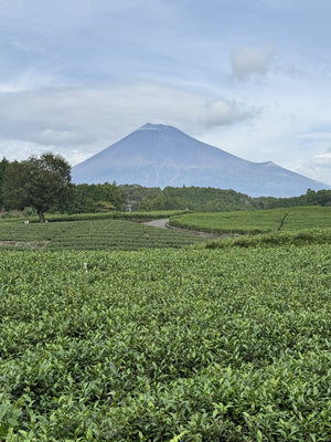Shizuoka Kawane Sencha - First Flush