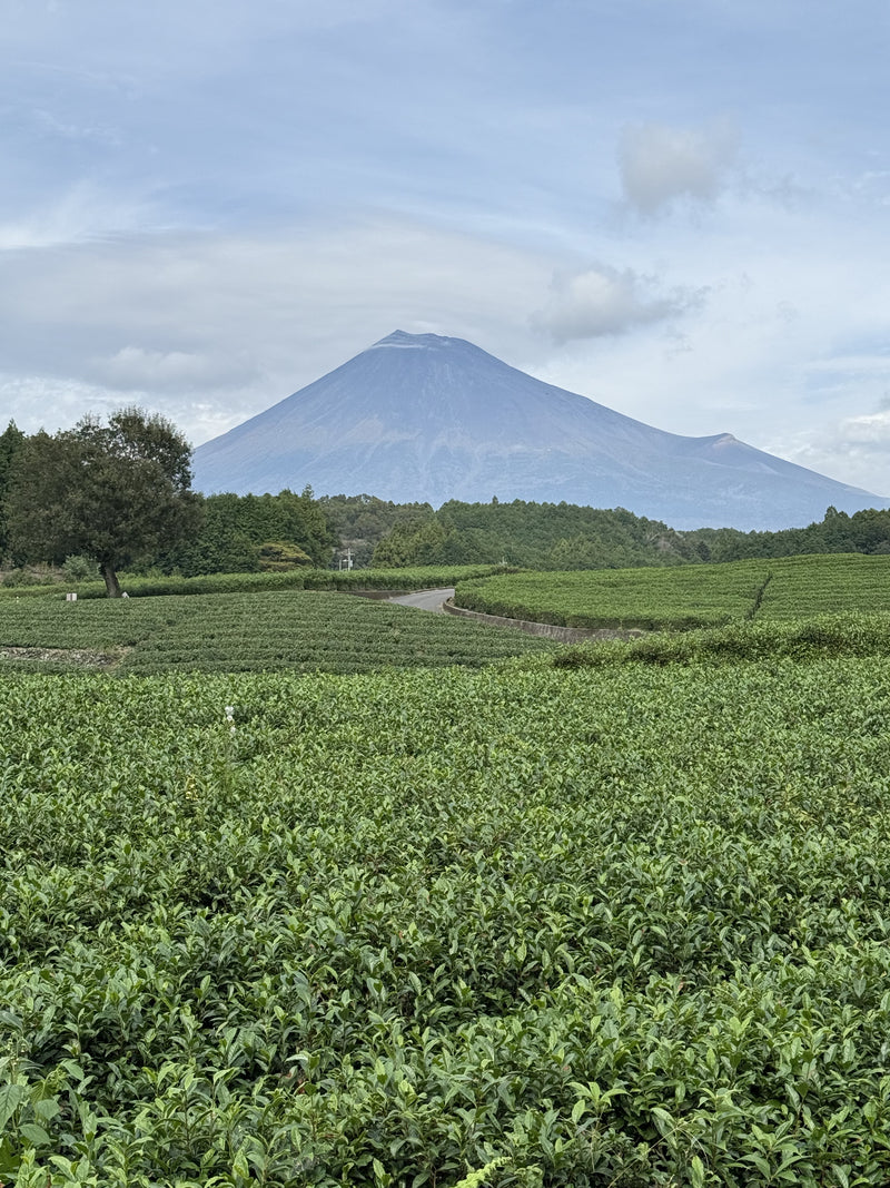 From the Heart of Japanese Tea Country