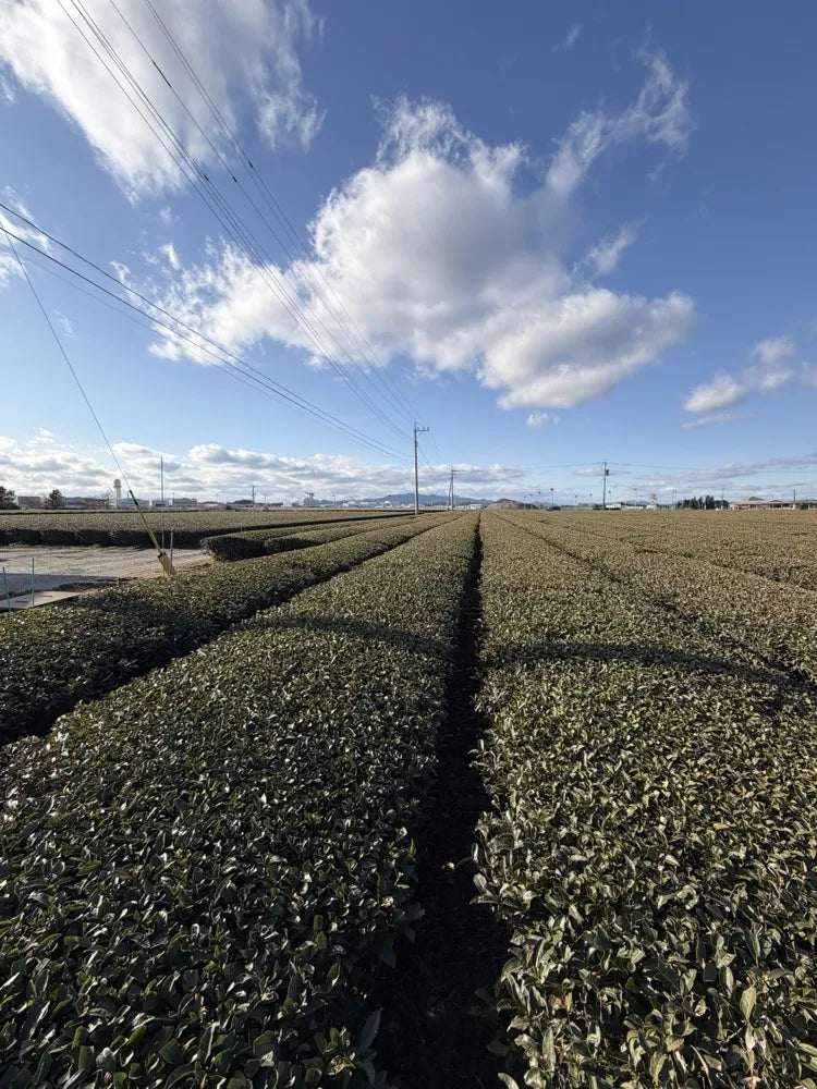 Tea farm