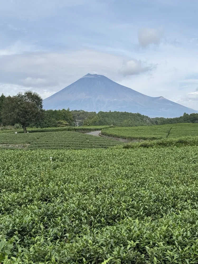 Tea farm